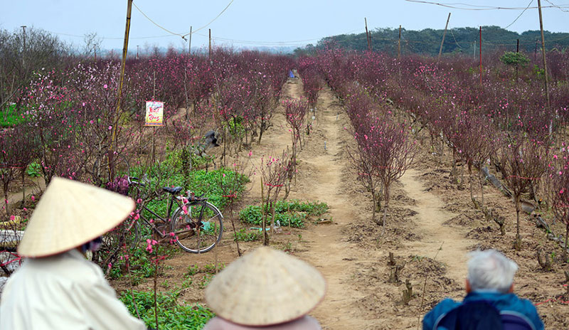 Trước Tết 10 ngày, đào Nhật Tân đã khoe sắc từ vườn về phố